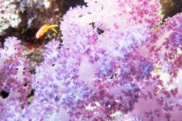 Dendronephthya hemprichi